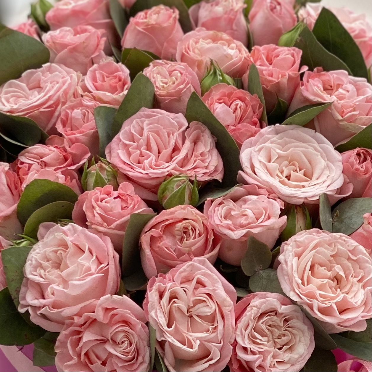 Мадам Бомбастик с эвкалиптом в коробке